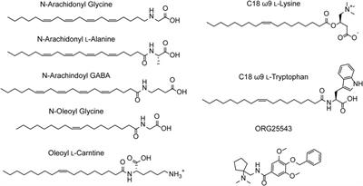 Glycine Transporter 2: Mechanism and Allosteric Modulation